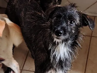 Cachorro raça SRD-ViraLata idade 1 ano nome Pretinha