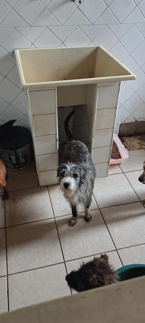 Cachorro raça SRD-ViraLata idade 1 ano nome Branquinha 