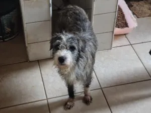 Cachorro raça SRD-ViraLata idade 1 ano nome Branquinha 