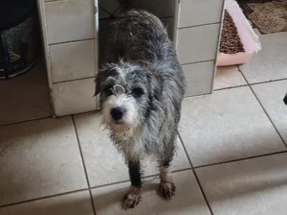 Cachorro raça SRD-ViraLata idade 1 ano nome Branquinha 