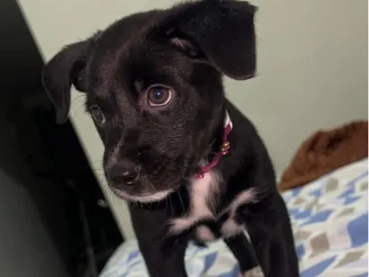 Cachorro raça SRD-ViraLata idade 2 a 6 meses nome Amora