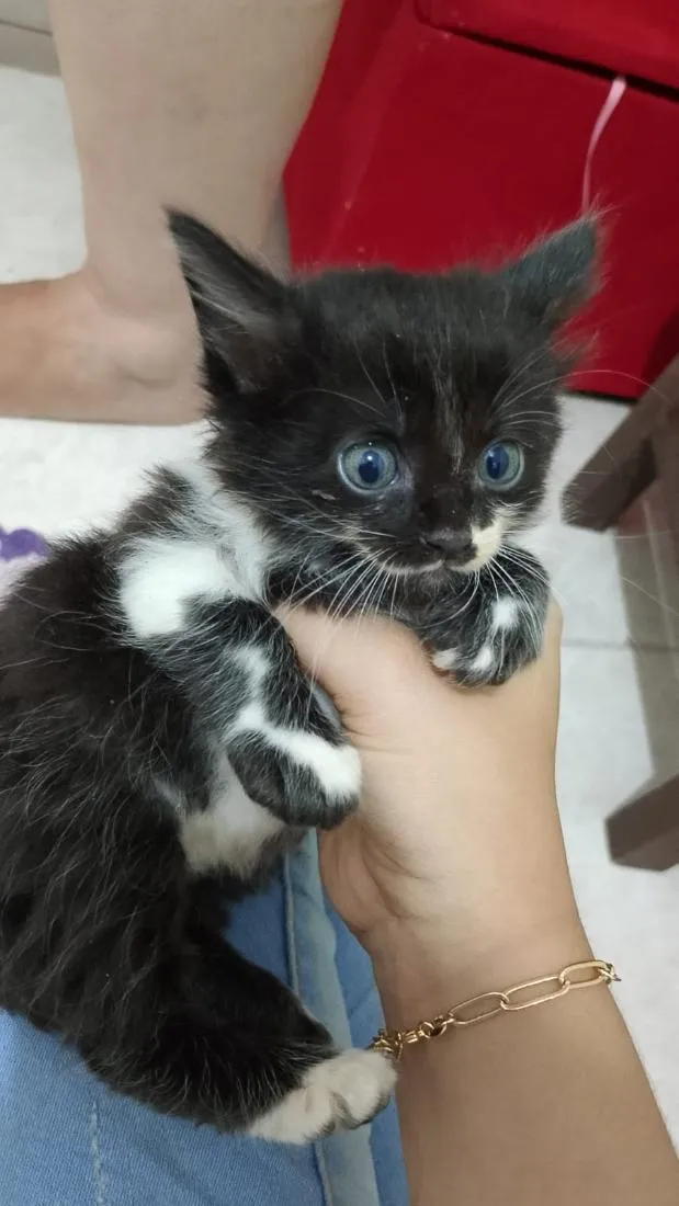 Gato raça Siamês idade Abaixo de 2 meses nome branquinho 