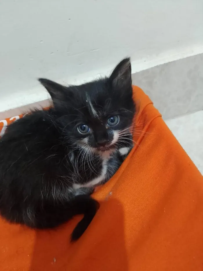 Gato raça Siamês idade Abaixo de 2 meses nome branquinho 