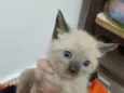 branquinho 
