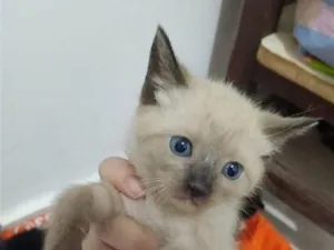 Gato raça Siamês idade Abaixo de 2 meses nome branquinho 