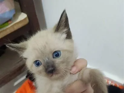 Gato raça Siamês idade Abaixo de 2 meses nome branquinho 