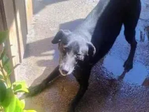 Cachorro raça SRD-ViraLata idade 2 anos nome Teo