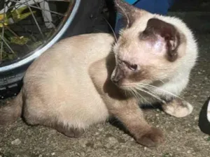 Gato raça SRD-ViraLata idade 2 a 6 meses nome gatinha