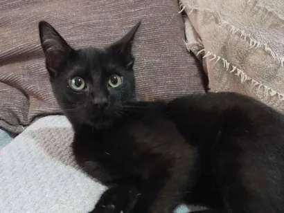 Gato raça SRD-ViraLata idade 2 a 6 meses nome Sombra