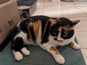 Gato raça Angorá idade 4 anos nome Finni