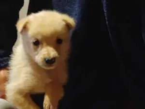 Cachorro raça Labrador idade 2 a 6 meses nome dacotha