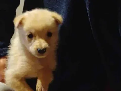 Cachorro raça Labrador idade 2 a 6 meses nome dacotha