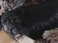 Toby