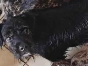 Cachorro raça SRD-ViraLata idade 2 a 6 meses nome Toby
