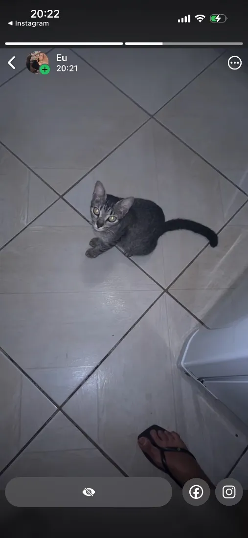 Gato raça SRD-ViraLata idade 4 anos nome Chaninha