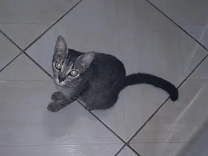 Gato raça SRD-ViraLata idade 4 anos nome Chaninha