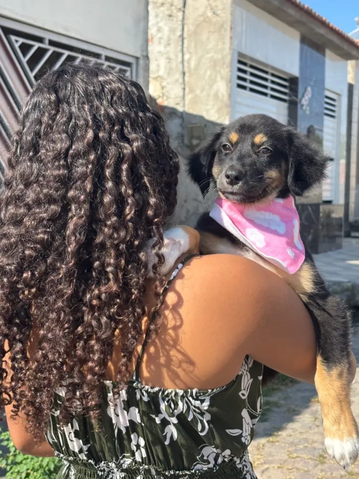 Cachorro raça SRD-ViraLata idade 2 a 6 meses nome Atena