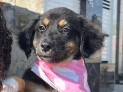 Cachorro raça SRD-ViraLata idade 2 a 6 meses nome Atena