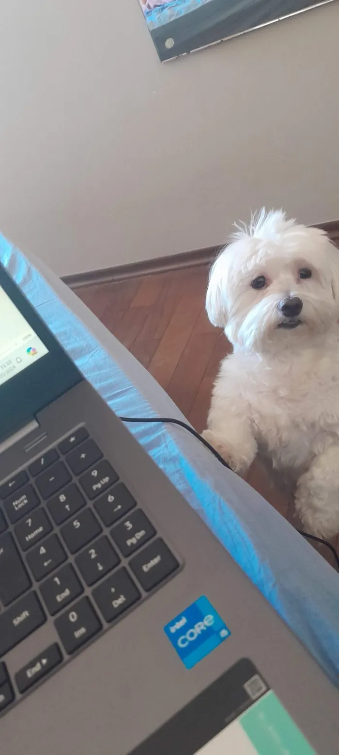 Cachorro raça Maltês idade 6 ou mais anos nome Jhonny 