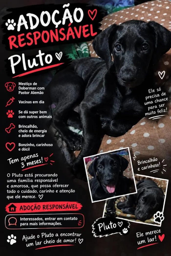 Cachorro raça SRD-ViraLata idade 2 a 6 meses nome Pluto