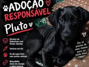 Cachorro raça SRD-ViraLata idade 2 a 6 meses nome Pluto