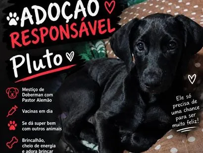 Cachorro raça SRD-ViraLata idade 2 a 6 meses nome Pluto