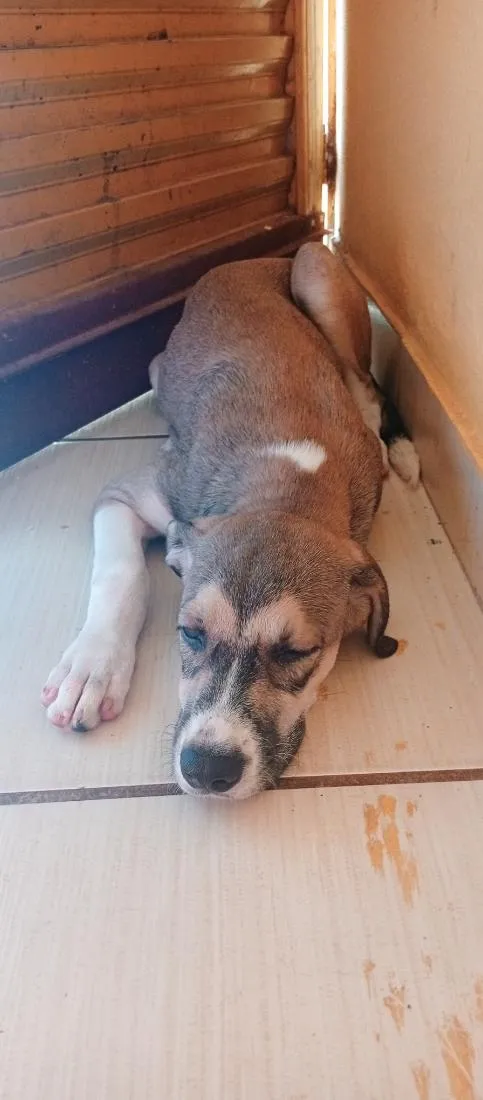 Cachorro raça SRD-ViraLata idade 1 ano nome Ninha