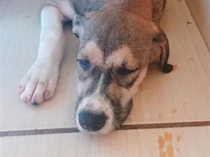 Cachorro raça SRD-ViraLata idade 1 ano nome Ninha