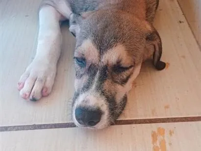 Cachorro raça SRD-ViraLata idade 1 ano nome Ninha