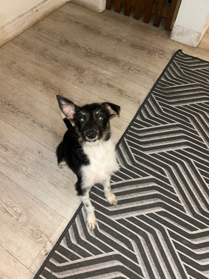 Cachorro raça SRD-ViraLata idade 7 a 11 meses nome Belinha 