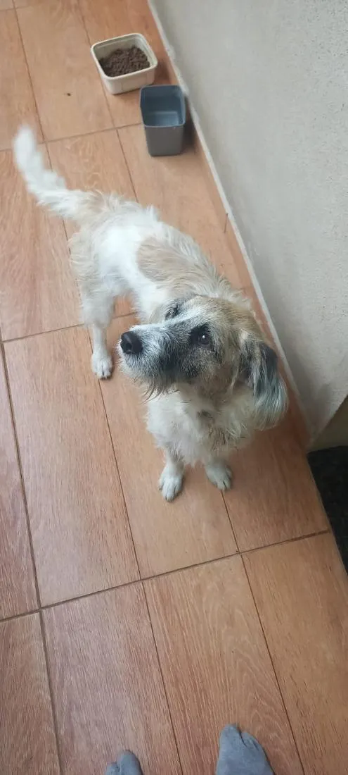 Cachorro raça SRD-ViraLata idade 5 anos nome Baruke