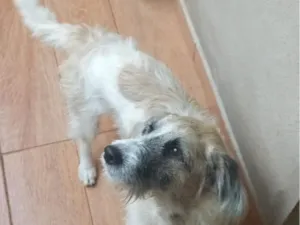 Cachorro raça SRD-ViraLata idade 5 anos nome Baruke