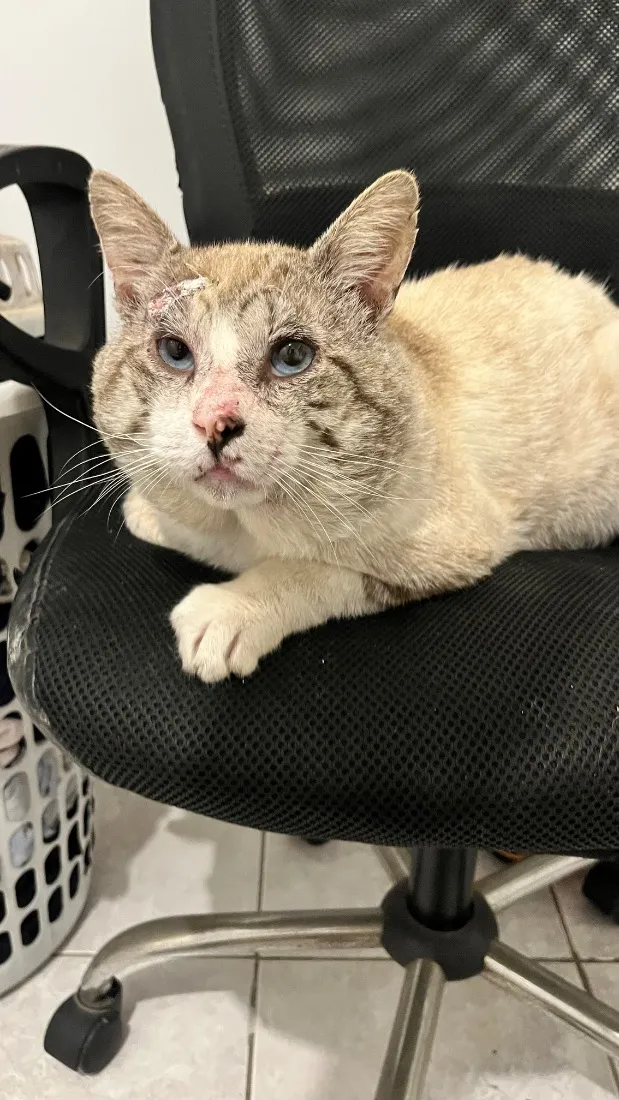 Gato raça SRD-ViraLata idade 4 anos nome Pirulito 
