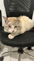 Pirulito 