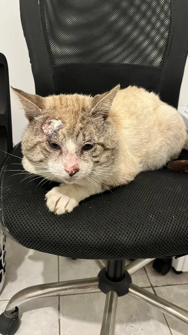 Gato raça SRD-ViraLata idade 4 anos nome Pirulito 