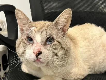 Gato raça SRD-ViraLata idade 4 anos nome Pirulito 