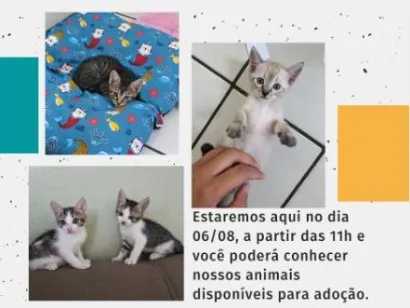 Gato raça SRD-ViraLata idade Abaixo de 2 meses nome estão sem ainda 