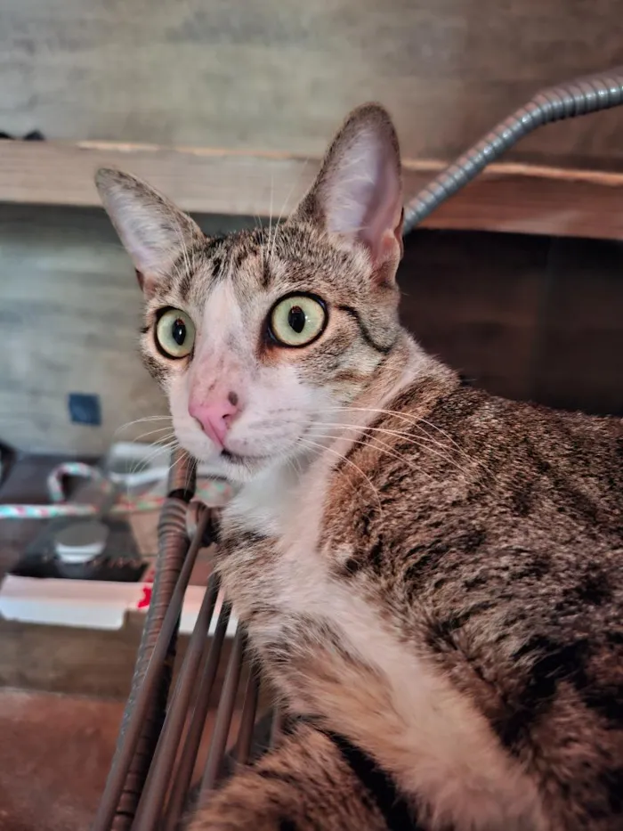 Gato raça SRD-ViraLata idade 2 anos nome Tâmia