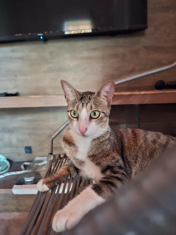 Gato raça SRD-ViraLata idade 2 anos nome Tâmia