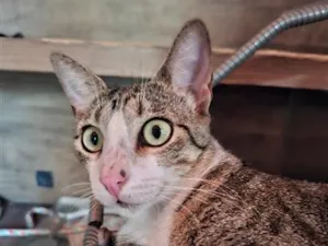 Gato raça SRD-ViraLata idade 2 anos nome Tâmia