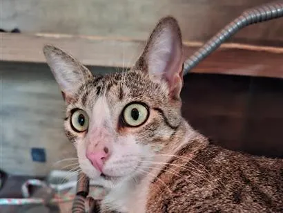 Gato raça SRD-ViraLata idade 2 anos nome Tâmia