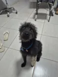 INPASINHA 