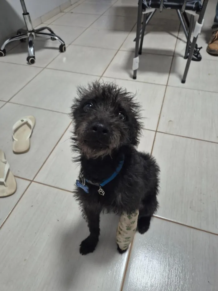 Cachorro raça  idade 7 a 11 meses nome INPASINHA 