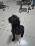 INPASINHA 