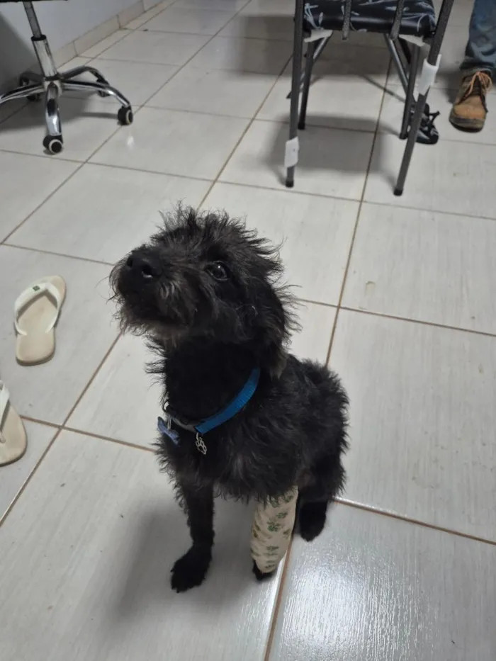 Cachorro raça  idade 7 a 11 meses nome INPASINHA 