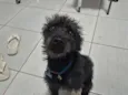 INPASINHA 