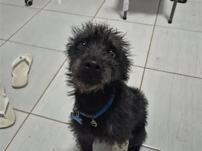 Cachorro raça  idade 7 a 11 meses nome INPASINHA 