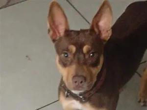 Cachorro raça SRD-ViraLata idade 1 ano nome Rubí 