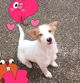 Puppy