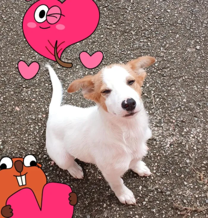 Cachorro raça SRD-ViraLata idade 2 a 6 meses nome Puppy